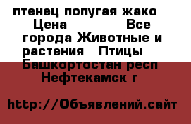 птенец попугая жако  › Цена ­ 60 000 - Все города Животные и растения » Птицы   . Башкортостан респ.,Нефтекамск г.